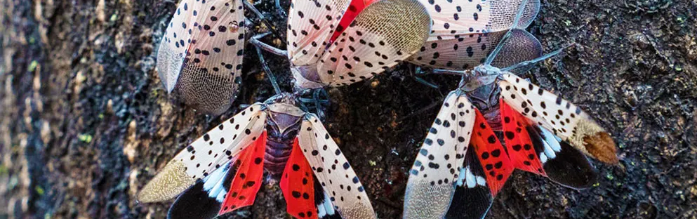 Image of Spotted LanternFly Image of Spotted LanternFly
