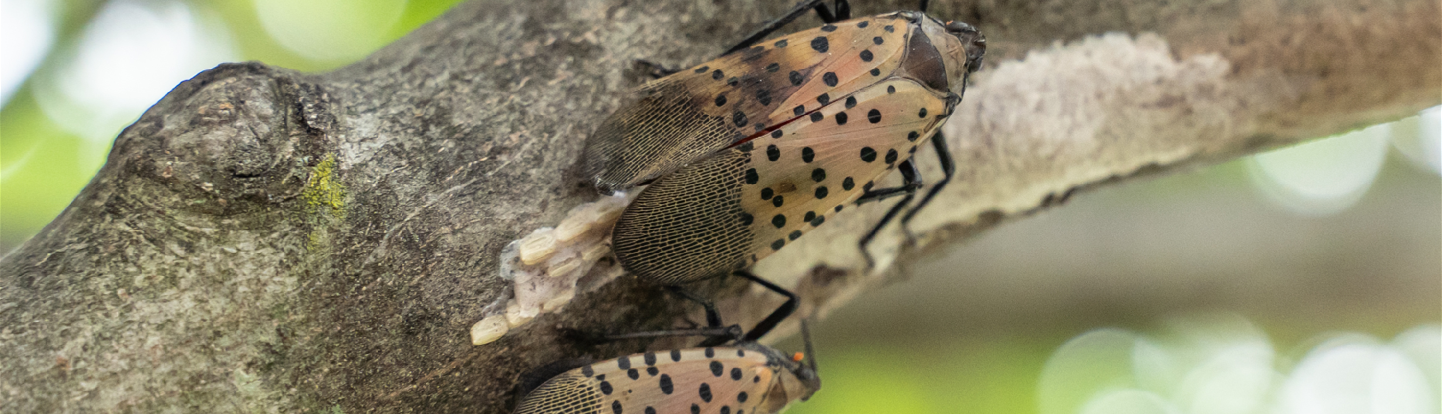 Image of Spotted LanternFly