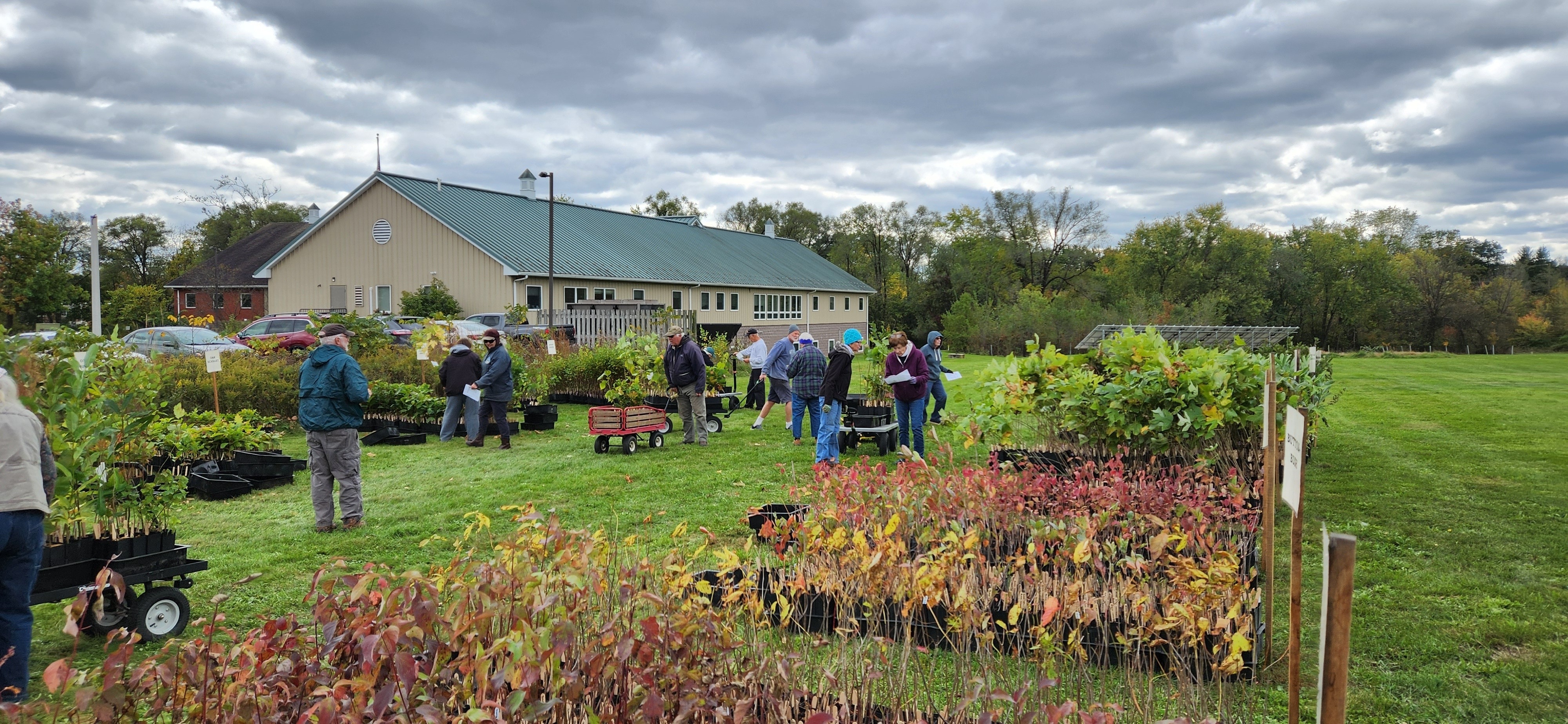 Volunteers selecting and sorting trees for distribution