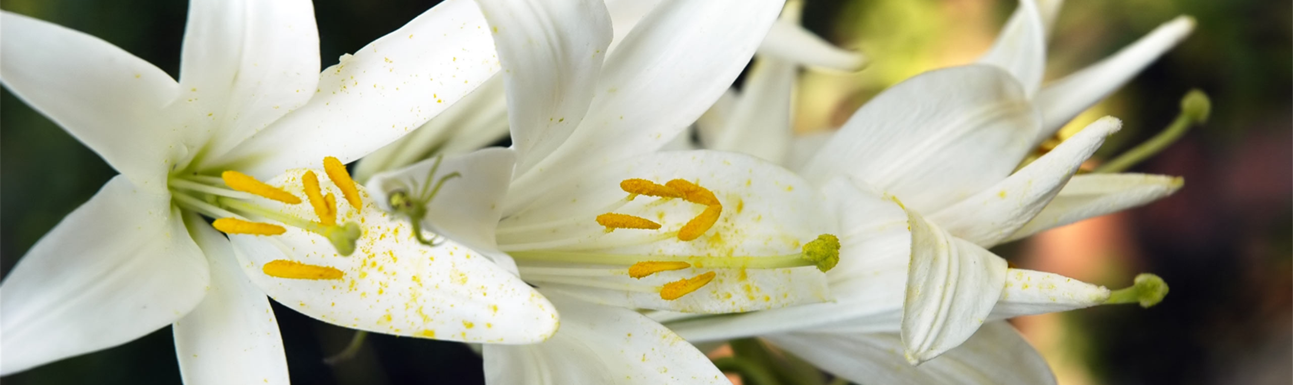 Image of Easter Lilies flowers